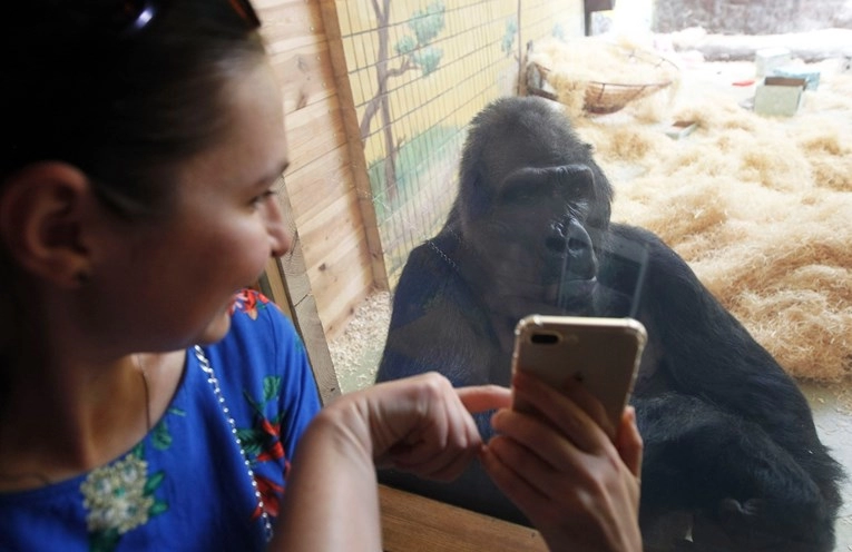 Zoološki vrtovi su zabrinuti: Gorile su se navukle na videozapise na mobitelima